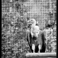 Zoo de Vincennes 074