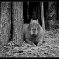 Zoo de Vincennes 082