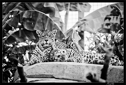 Zoo de Vincennes 084