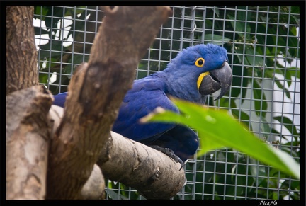 Zoo de Vincennes 089