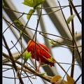 Zoo de Vincennes 090