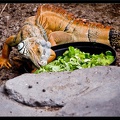 Zoo de Vincennes 093