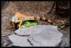 Zoo de Vincennes 094