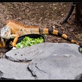 Zoo de Vincennes 094