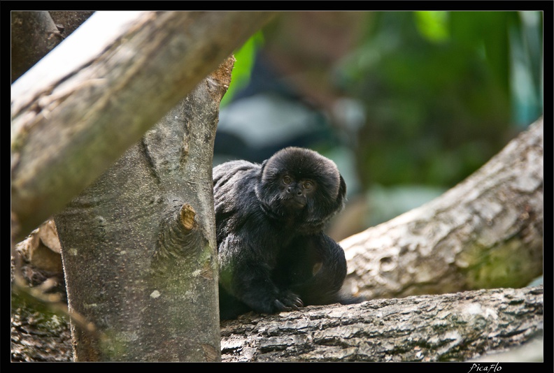 Zoo_de_Vincennes_098.jpg