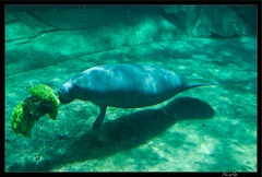 Zoo de Vincennes 102