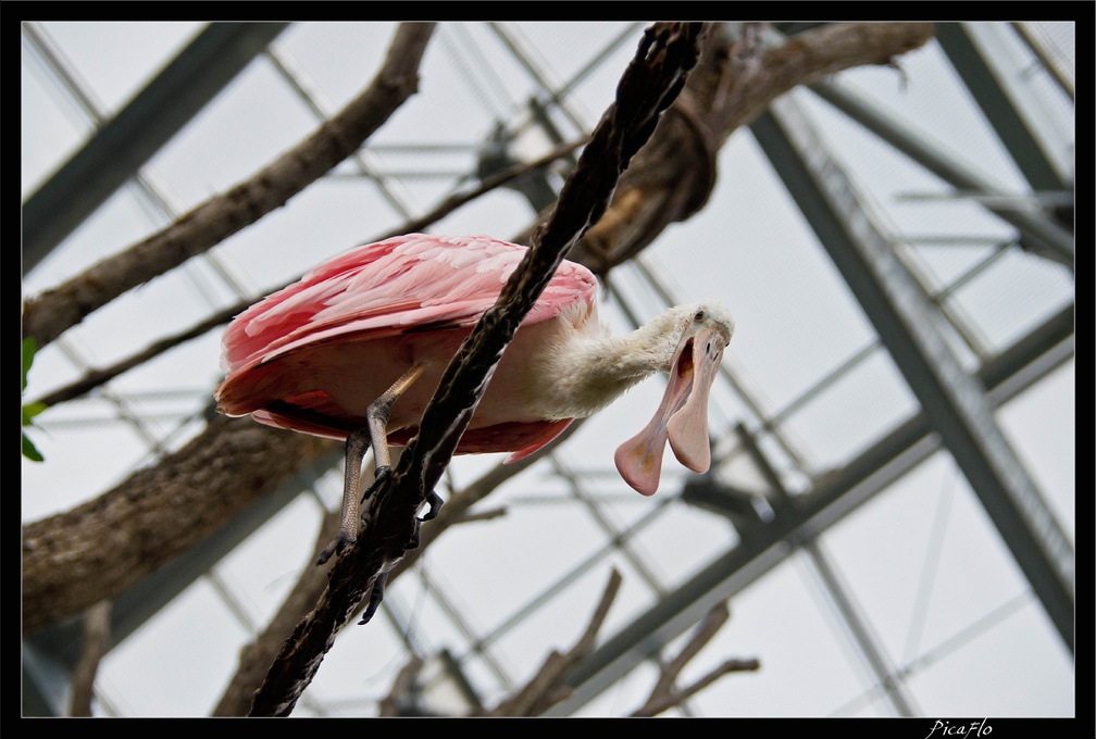 Zoo de Vincennes 106