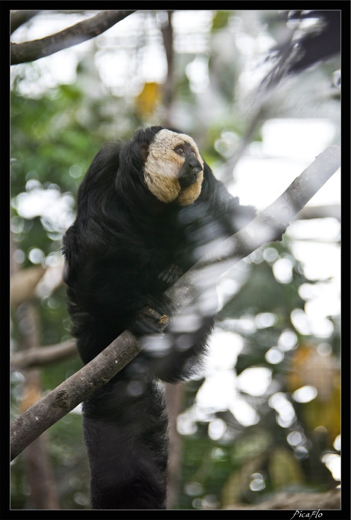 Zoo de Vincennes 109