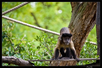 Zoo de Vincennes 113