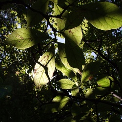 2008-09-14 Verdure