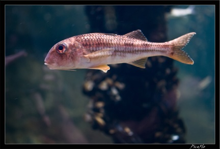 La Rochelle Aquarium 063