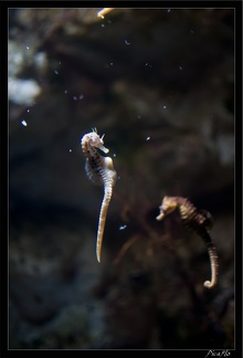 La Rochelle Aquarium 064