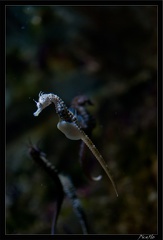 La Rochelle Aquarium 065