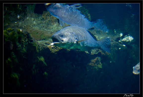 La Rochelle Aquarium 066