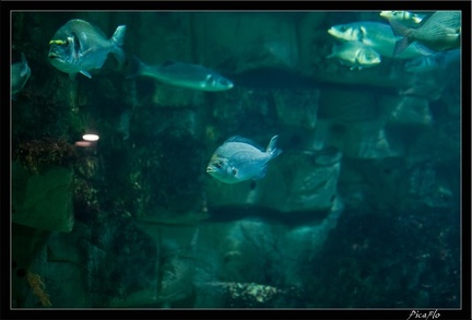 La Rochelle Aquarium 073