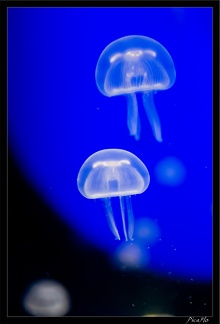 La Rochelle Aquarium 075