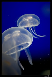 La Rochelle Aquarium 079