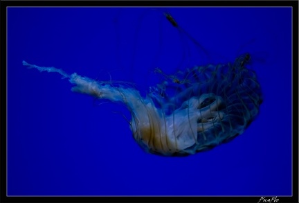 La Rochelle Aquarium 081