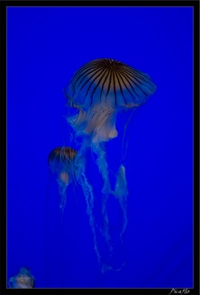 La Rochelle Aquarium 083