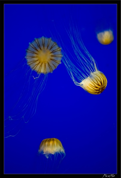 La_Rochelle_Aquarium_084.jpg