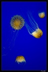 La Rochelle Aquarium 084