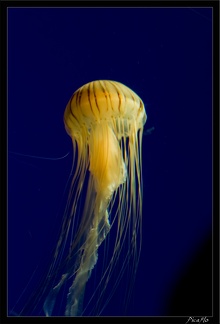 La Rochelle Aquarium 086