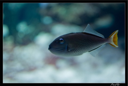 La Rochelle Aquarium 089