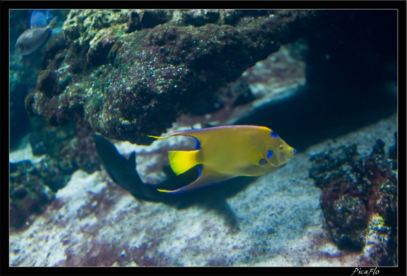 La_Rochelle_Aquarium_092.jpg