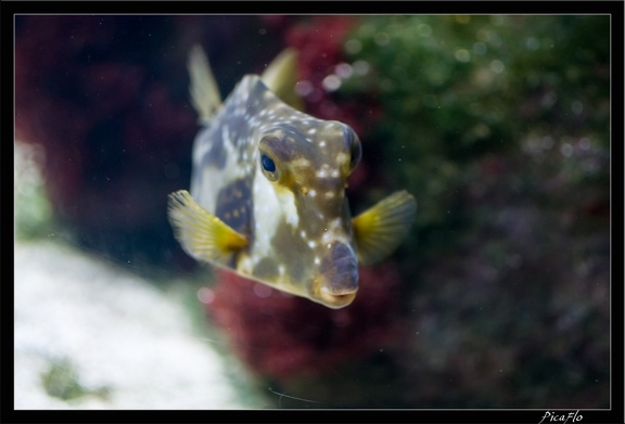 La Rochelle Aquarium 095