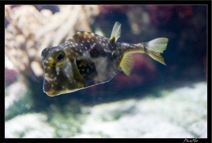 La Rochelle Aquarium 096