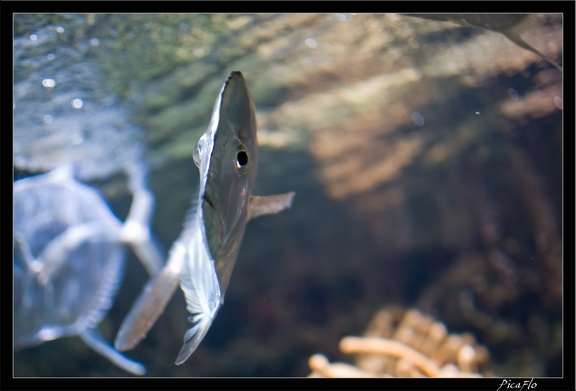 La Rochelle Aquarium 102