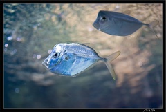 La Rochelle Aquarium 103