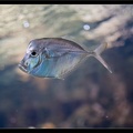 La Rochelle Aquarium 104