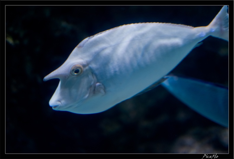 La_Rochelle_Aquarium_106.jpg