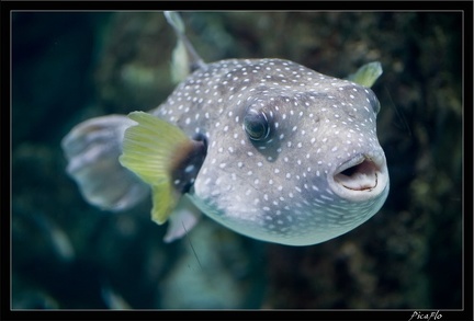 La Rochelle Aquarium 109