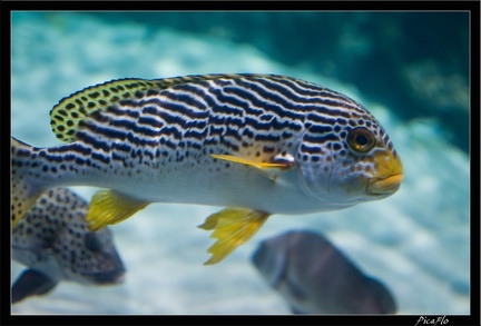 La Rochelle Aquarium 110