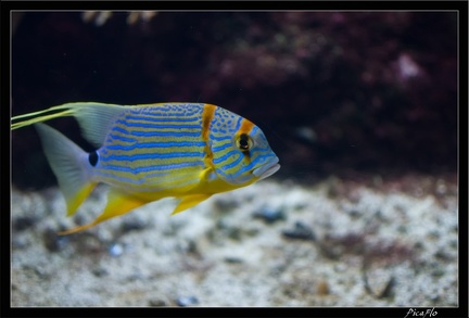 La Rochelle Aquarium 114