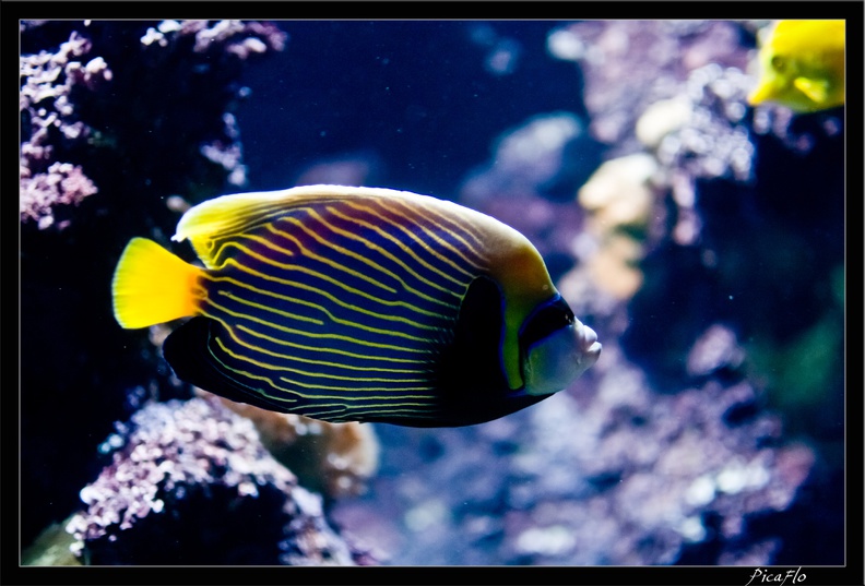 La_Rochelle_Aquarium_125.jpg