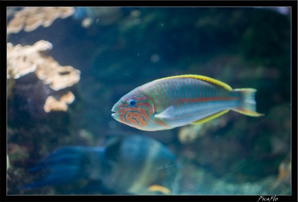 La Rochelle Aquarium 139