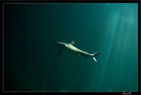 La Rochelle Aquarium 148