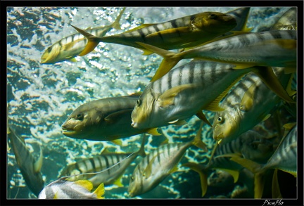 La Rochelle Aquarium 154