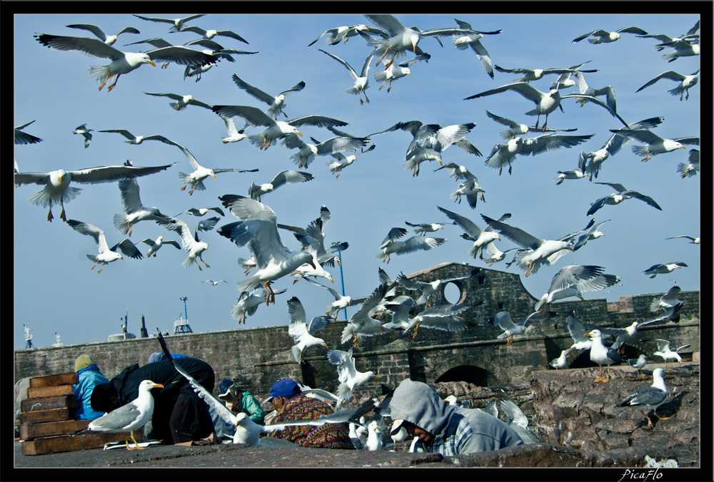 Essaouira 048