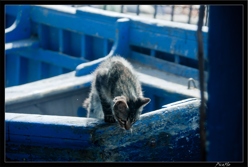 Essaouira 208