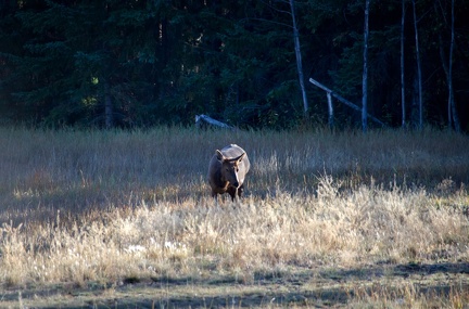 Canada 21 Elks 05