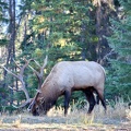 Canada 21 Elks 09