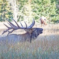 Canada 21 Elks 34