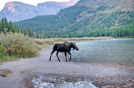 Canada 37 Swiftcurrent Nature Trail 13