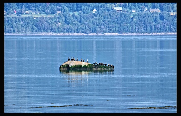 06 Ile aux Coudres 011