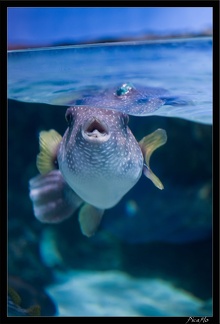 La Rochelle Aquarium 107