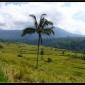 BALI 02 BEDUGUL 26